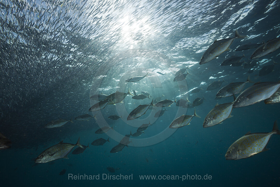 Orangespotted Trevally hunting Silversides