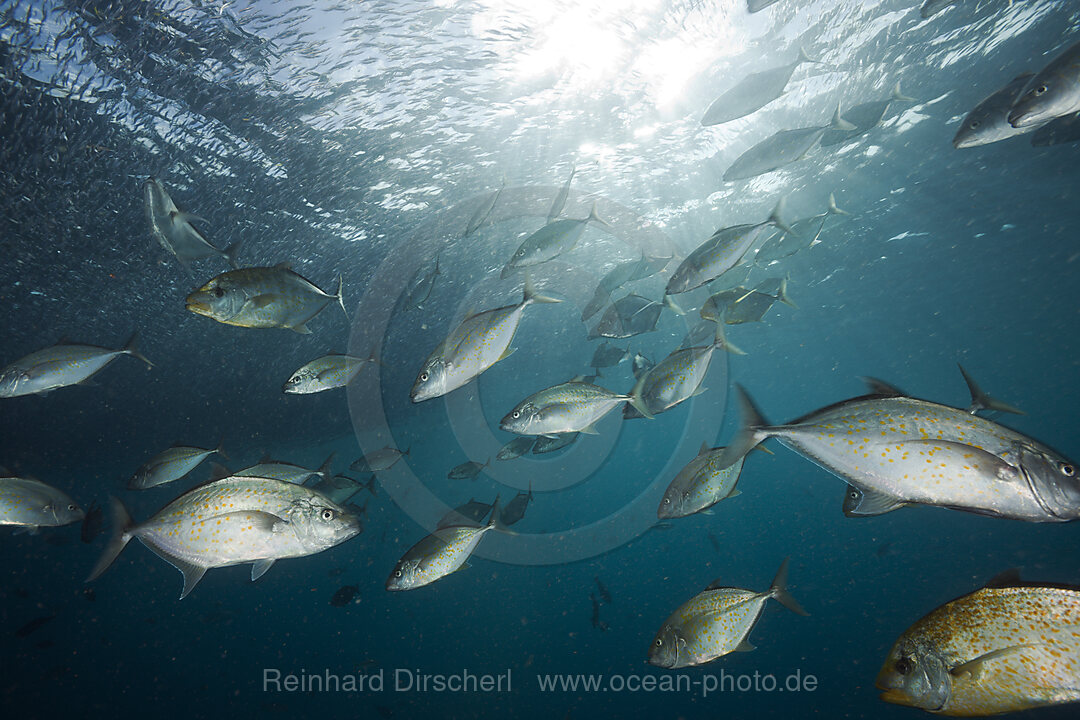 Zitronen-Stachelmakrelen jagen Aehrenfische, Carangoides bajad, Raja Ampat, West Papua, Indonesien