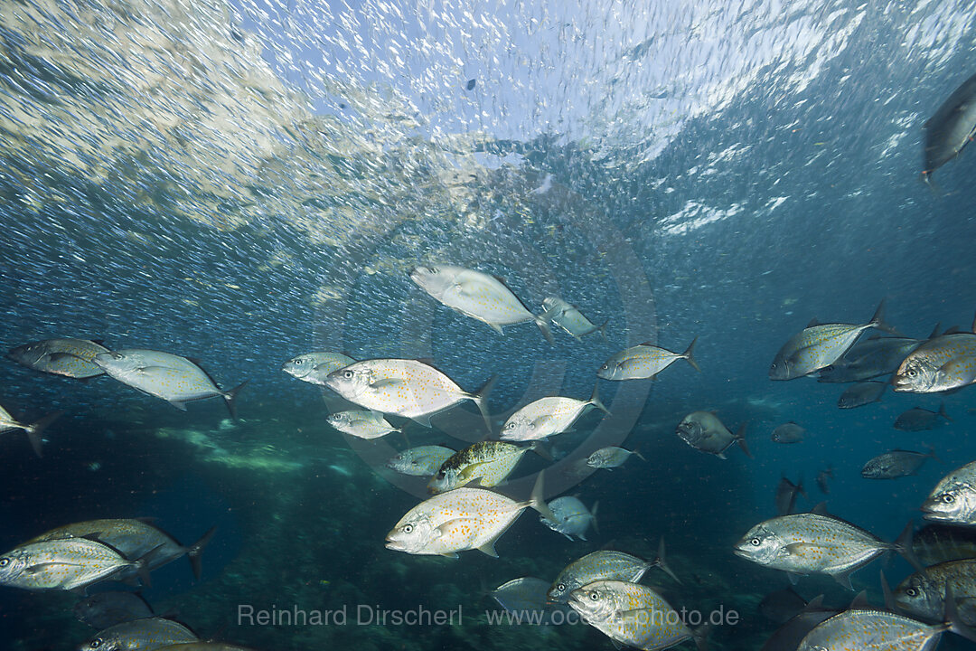 Zitronen-Stachelmakrelen jagen Aehrenfische, Carangoides bajad, Raja Ampat, West Papua, Indonesien