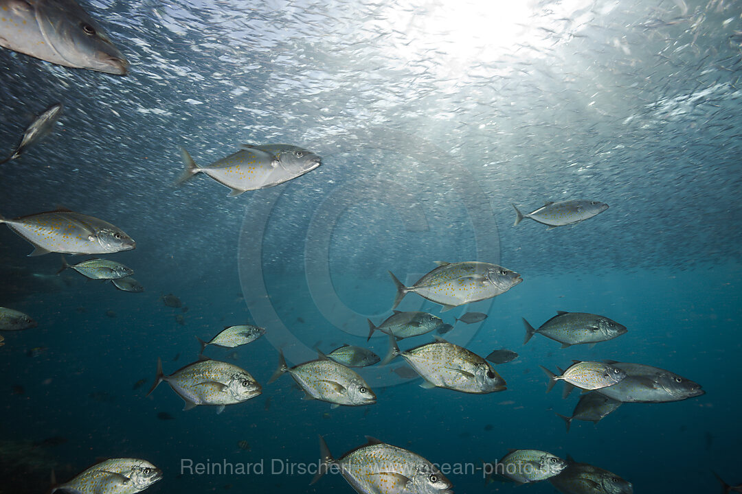 Orangespotted Trevally hunting Silversides