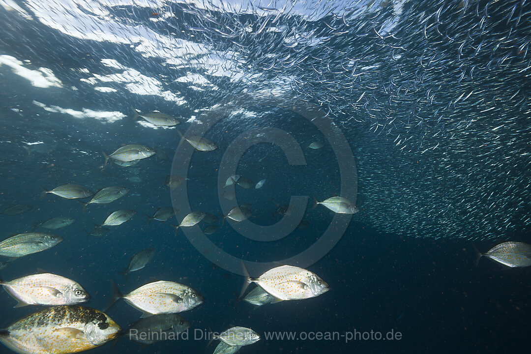 Orangespotted Trevally hunting Silversides