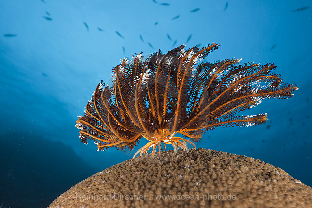 Crinoid on Stony Coral