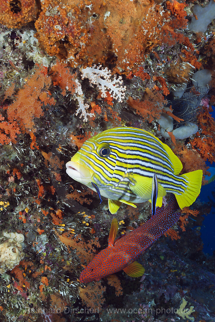 Yellow-ribbon Sweetlips and Cleaner Wrasse
