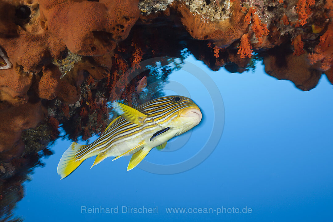 Yellow-ribbon Sweetlips and Cleaner Wrasse