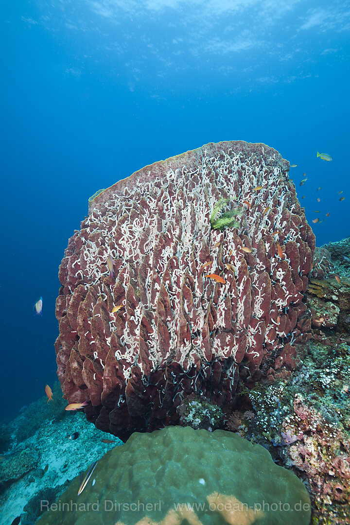 Grosser Tonnenschwamm, Xestospongia testudinaria, Raja Ampat, West Papua, Indonesien