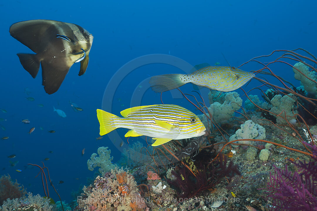 Langflossen-Fledermausfisch und Goldstreifen-Suesslippe an Putzerstation, Platax teira, Plectorhinchus polytaenia, Raja Ampat, West Papua, Indonesien