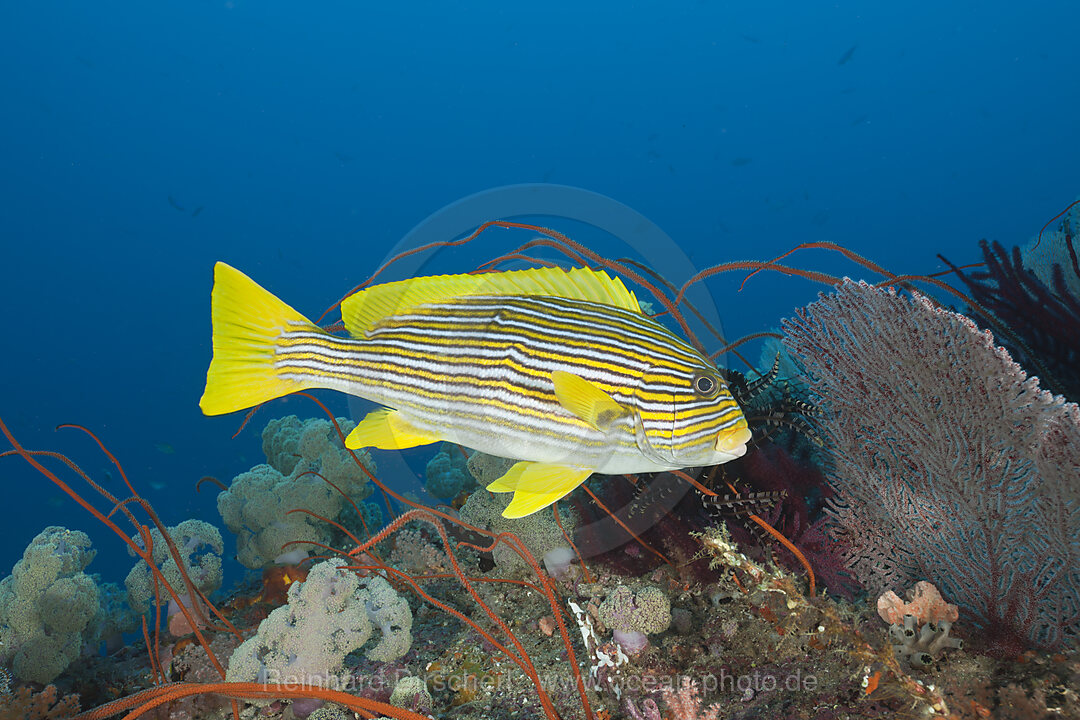 Yellow-ribbon Sweetlips