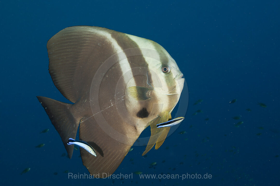 Longfin Batfish and Cleaner Wrasse