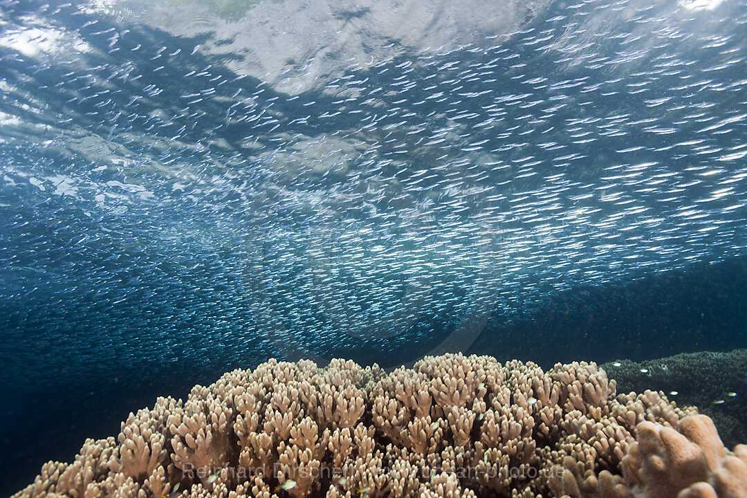 Shoal of Silversides over Coral Reef