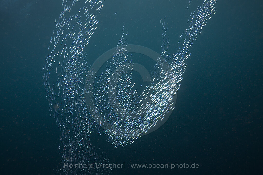 Shoal of Silversides Formation
