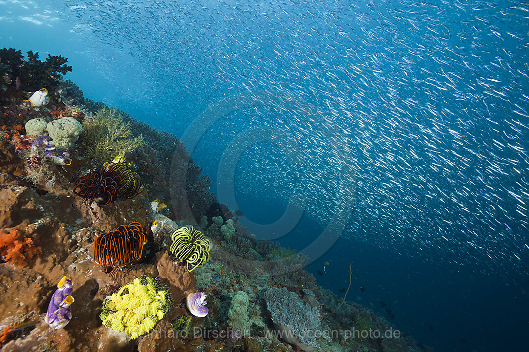 Schwarm Aehrenfische ueber Korallenriff, Atherinidae, Raja Ampat, West Papua, Indonesien