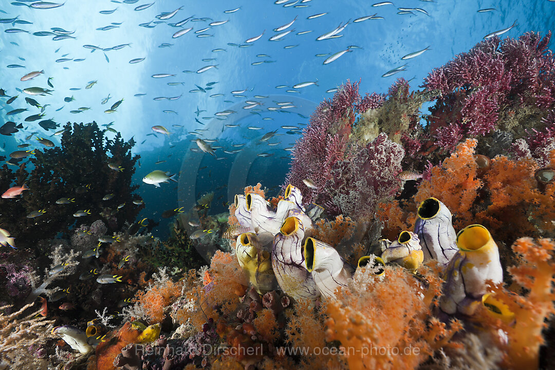Healthy Coral Reef