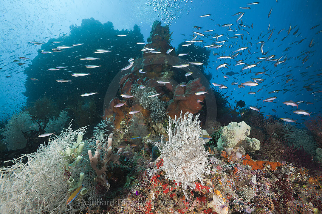 Healthy Coral Reef