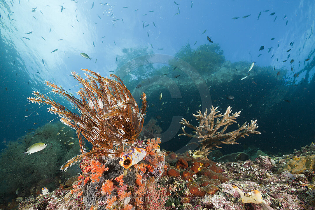 Shallow Coral Reef