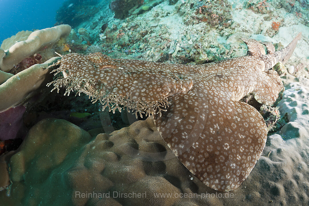Fransen-Wobbegong, Eucrossorhinchus dasypogon, Raja Ampat, West Papua, Indonesien
