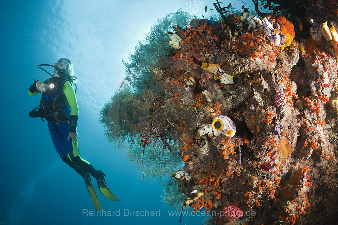 Taucherin und Korallenriff, Raja Ampat, West Papua, Indonesien