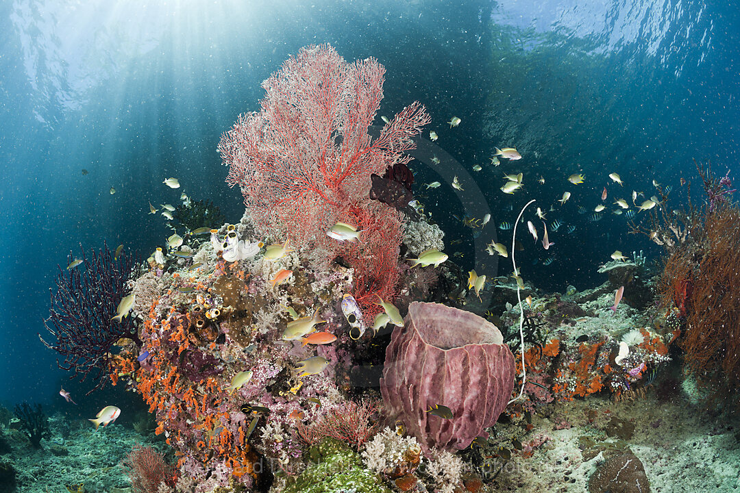 Biodiversity Coral Reef