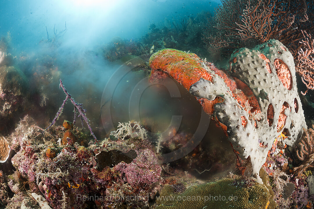Sponge spawning