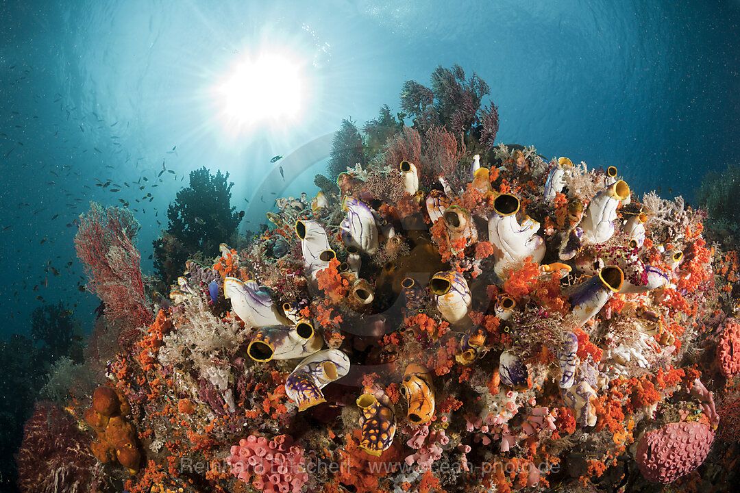Coral Reef with Golden Tunicate