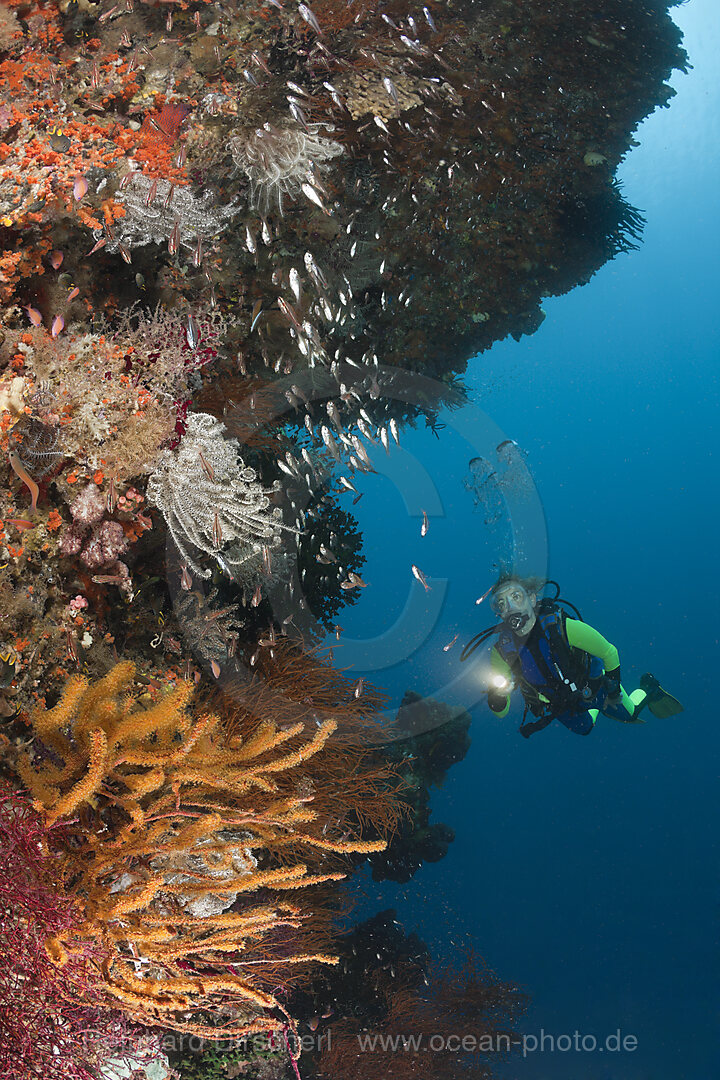 Taucherin und Korallenriff, Raja Ampat, West Papua, Indonesien