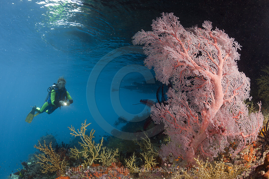 Scuba Diver at Coral Reef