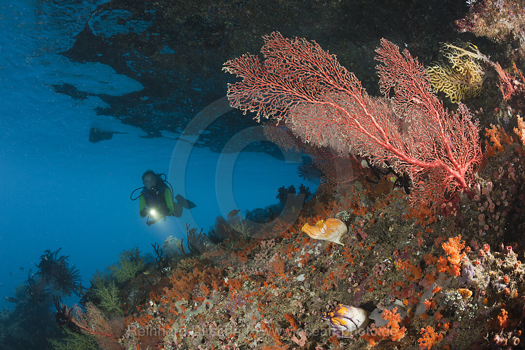 Taucherin und Korallenriff, Raja Ampat, West Papua, Indonesien