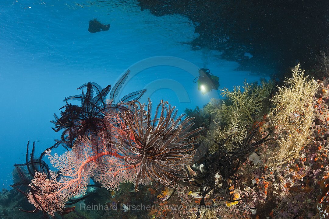 Taucherin und Korallenriff, Raja Ampat, West Papua, Indonesien