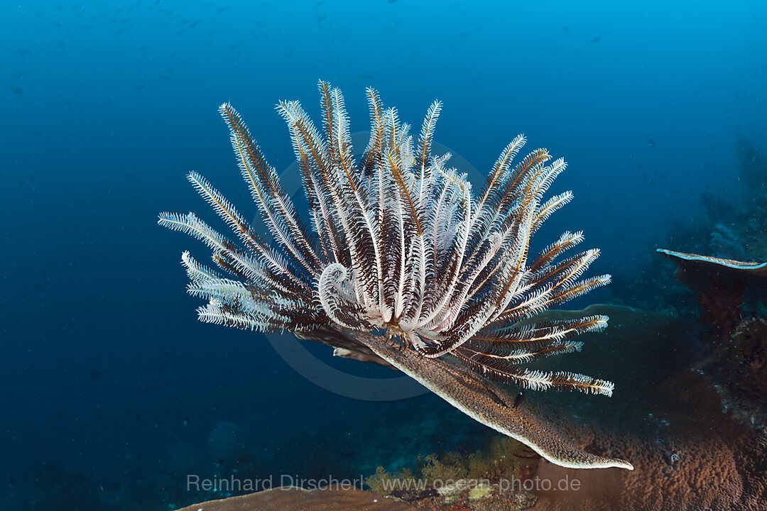Crinoid at Coral Reef