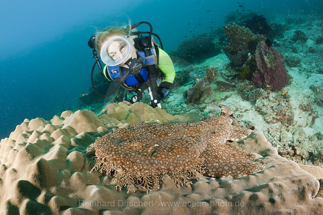 Tasselled Wobbegong and Scuba Diver