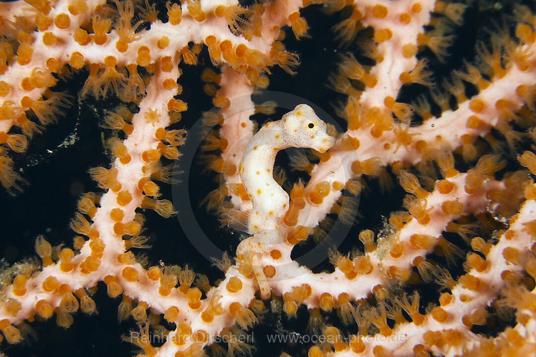Denise Pygmy Seahorse