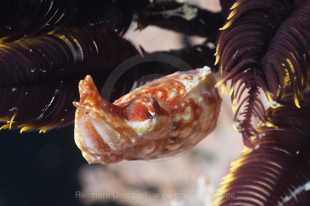Crinoid Cuttlefish between Crinoid Arms
