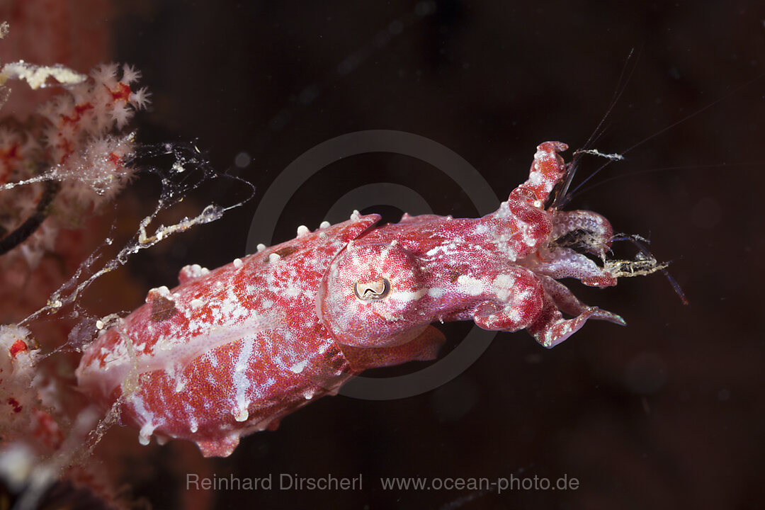 Crinoiden-Sepie frisst Garnele, Sepia sp. I, Raja Ampat, West Papua, Indonesien