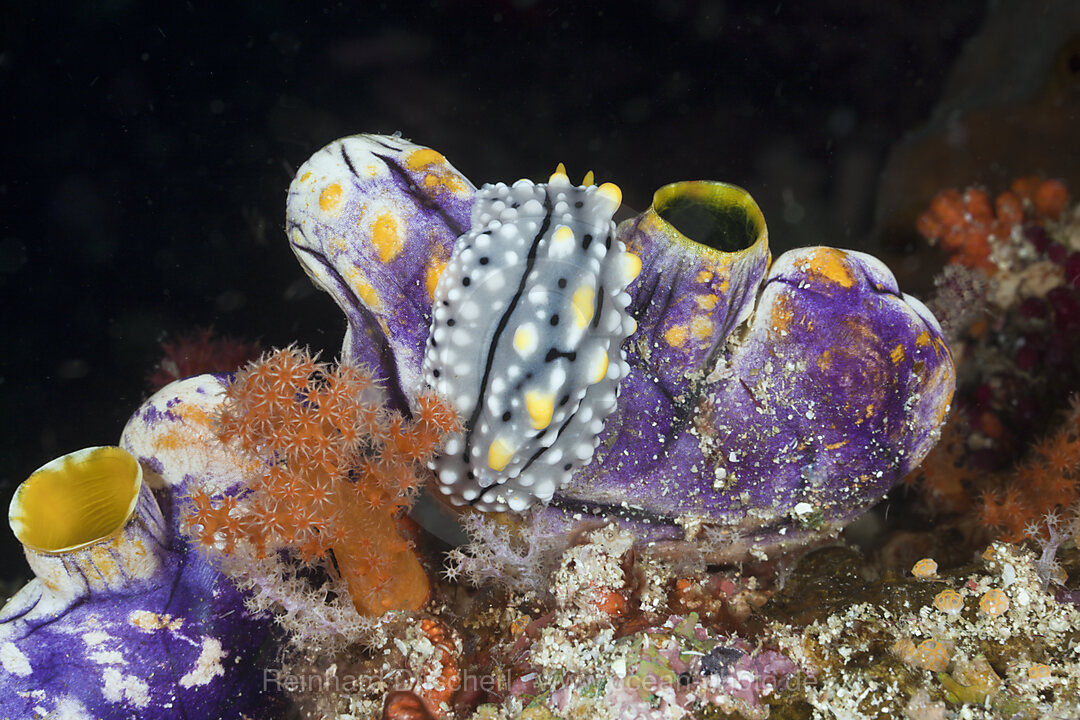 Warzenschnecke auf Gold-Seescheide, Phyllidia elegans, Raja Ampat, West Papua, Indonesien