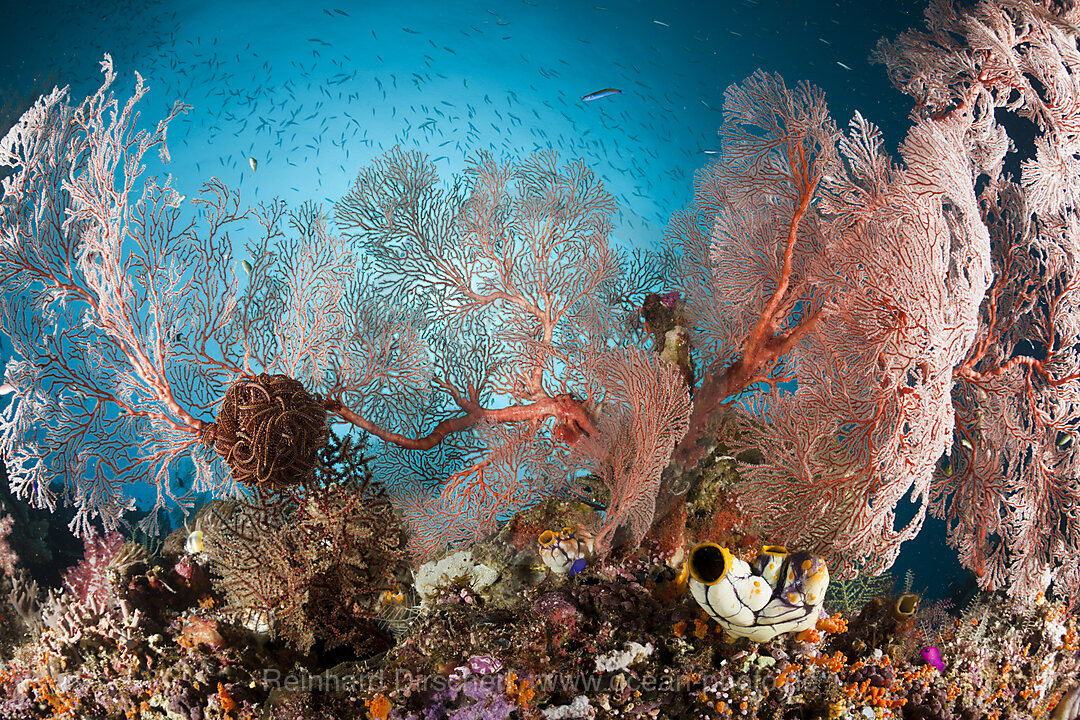 Knotenfaecher in Korallenriff, Melithaea sp., Raja Ampat, West Papua, Indonesien