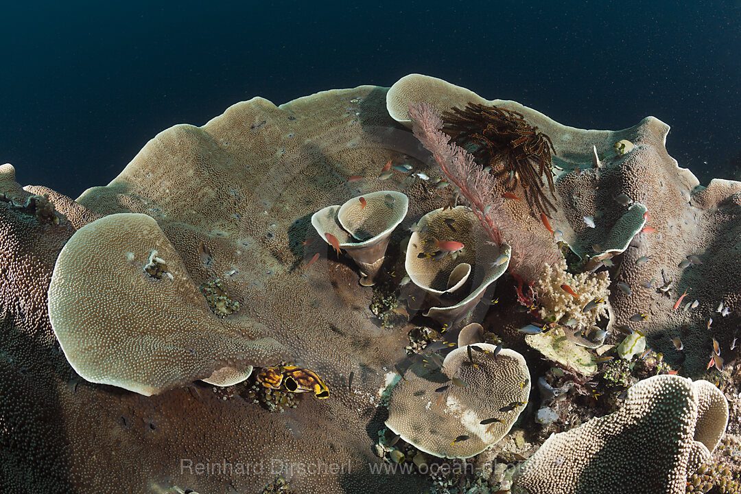 Lettuce Coral