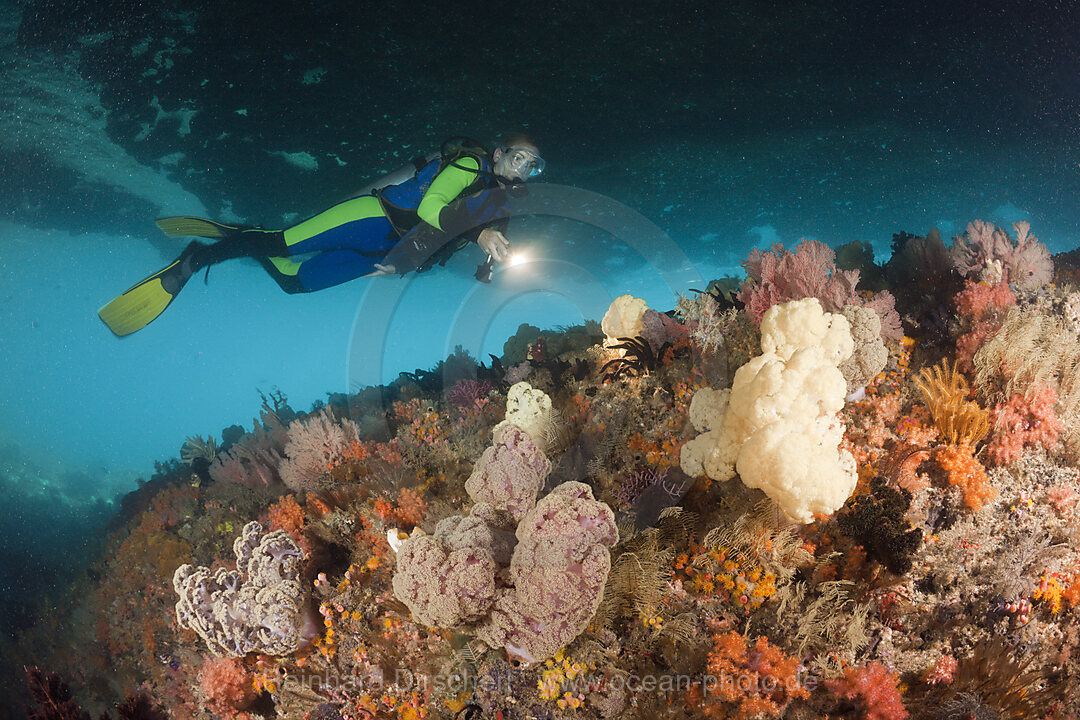 Soft Coral and Scuba Diver