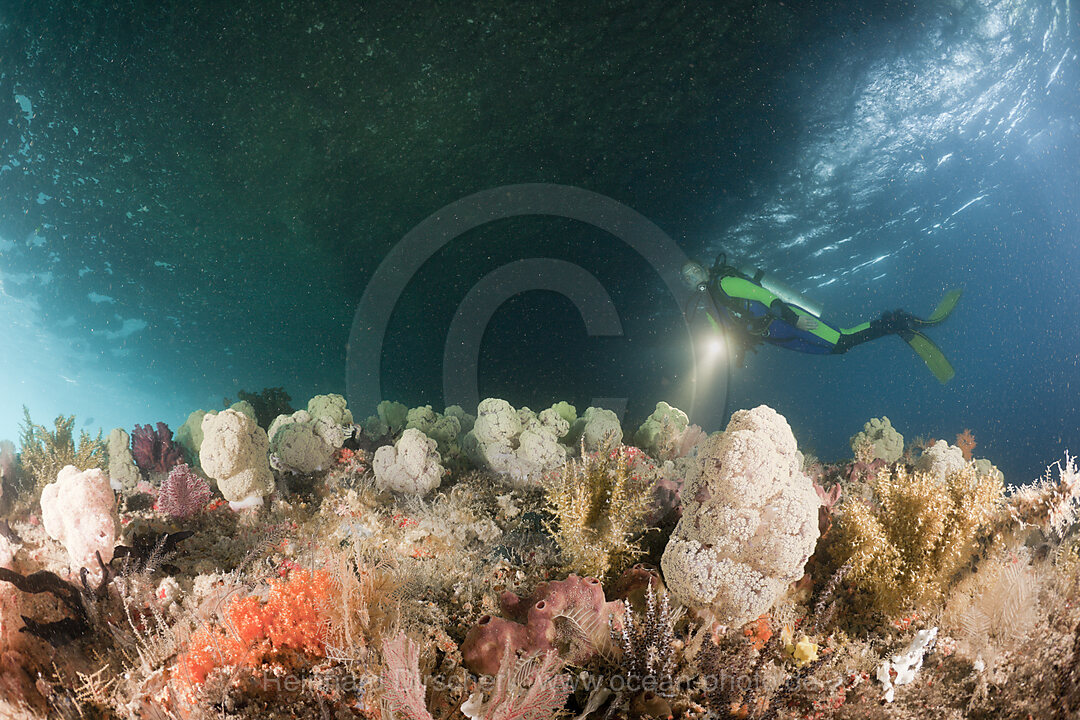 Soft Coral and Scuba Diver