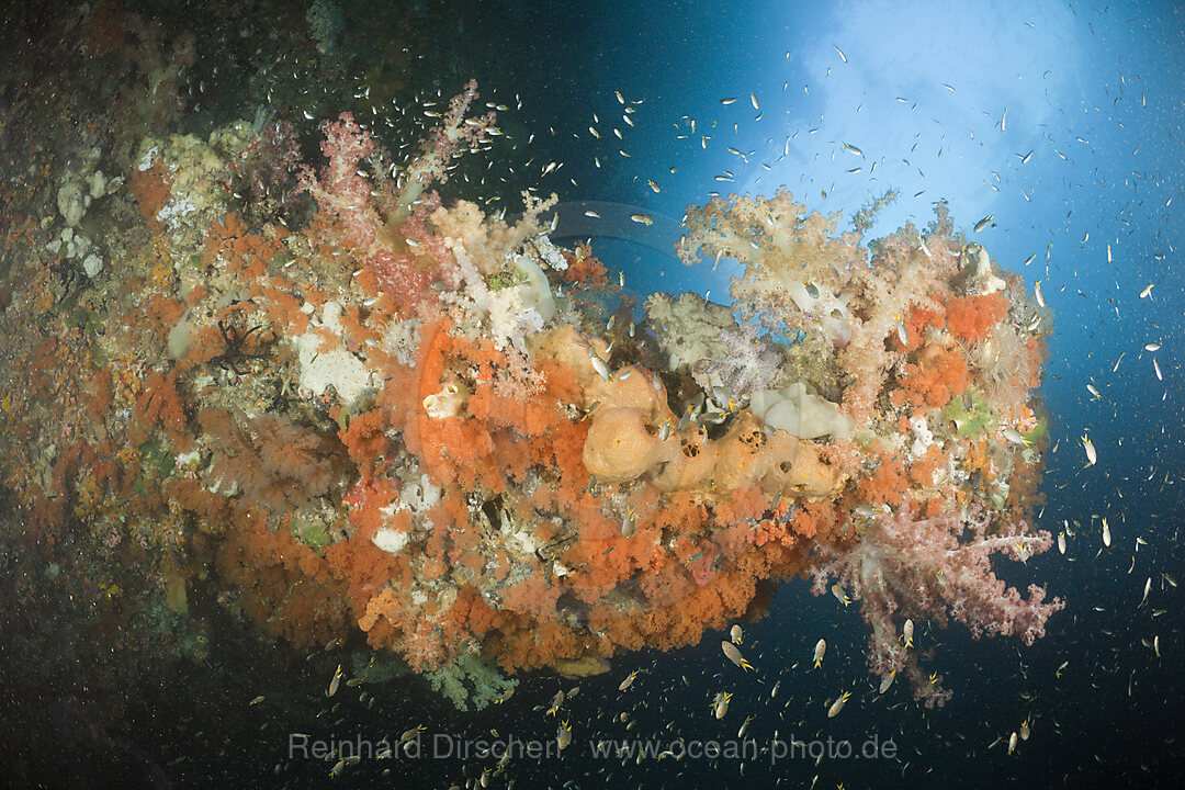 Colorful Coral Reef