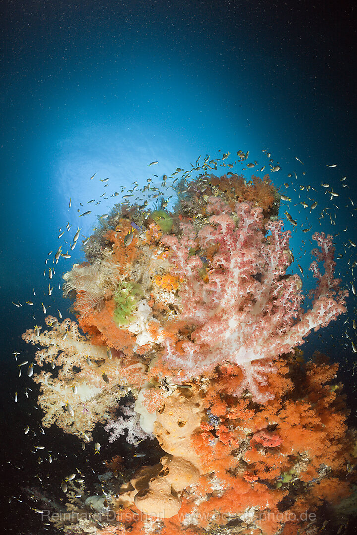 Bunte Korallen in Grotte, Raja Ampat, West Papua, Indonesien