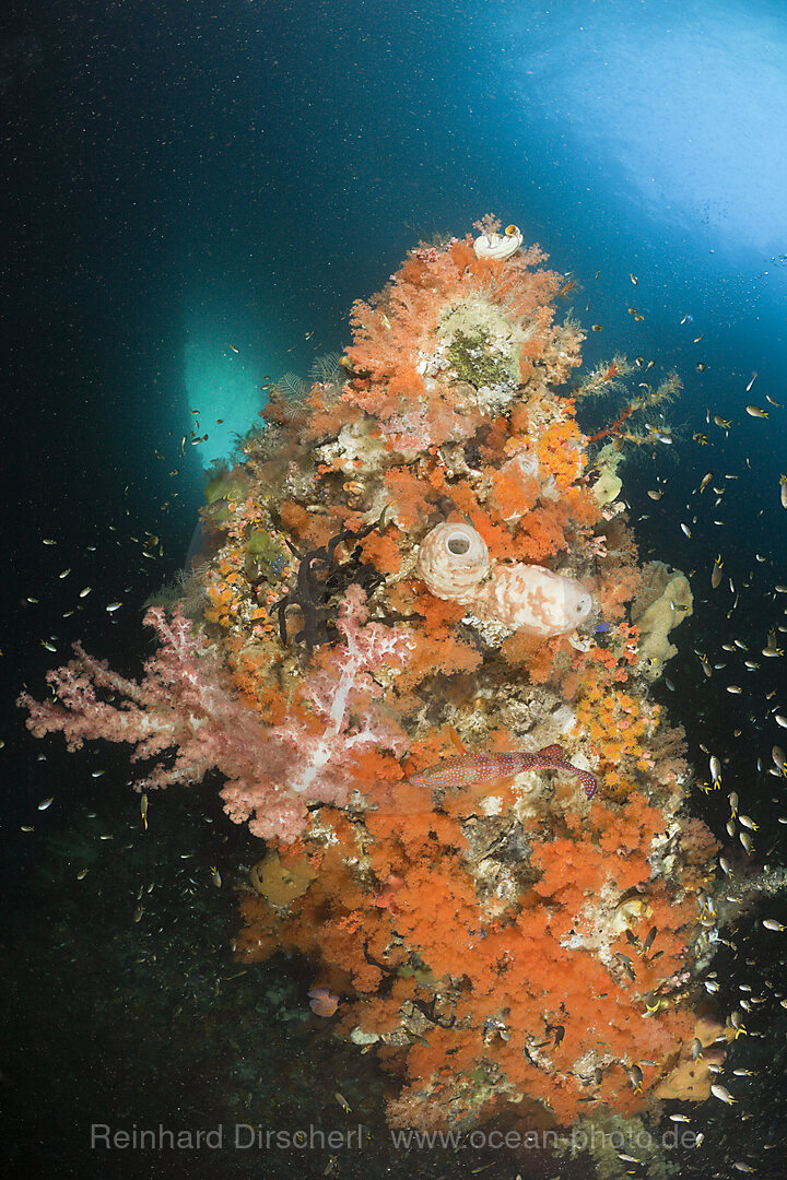 Bunte Korallen in Grotte, Raja Ampat, West Papua, Indonesien