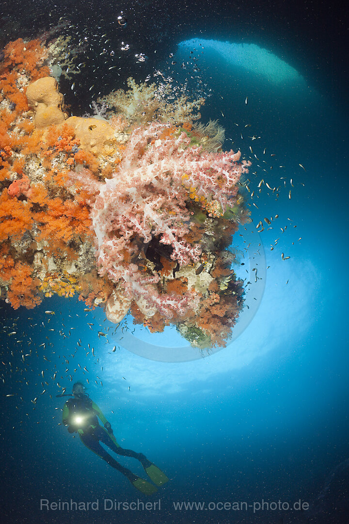 Coloful Corals in Grotto