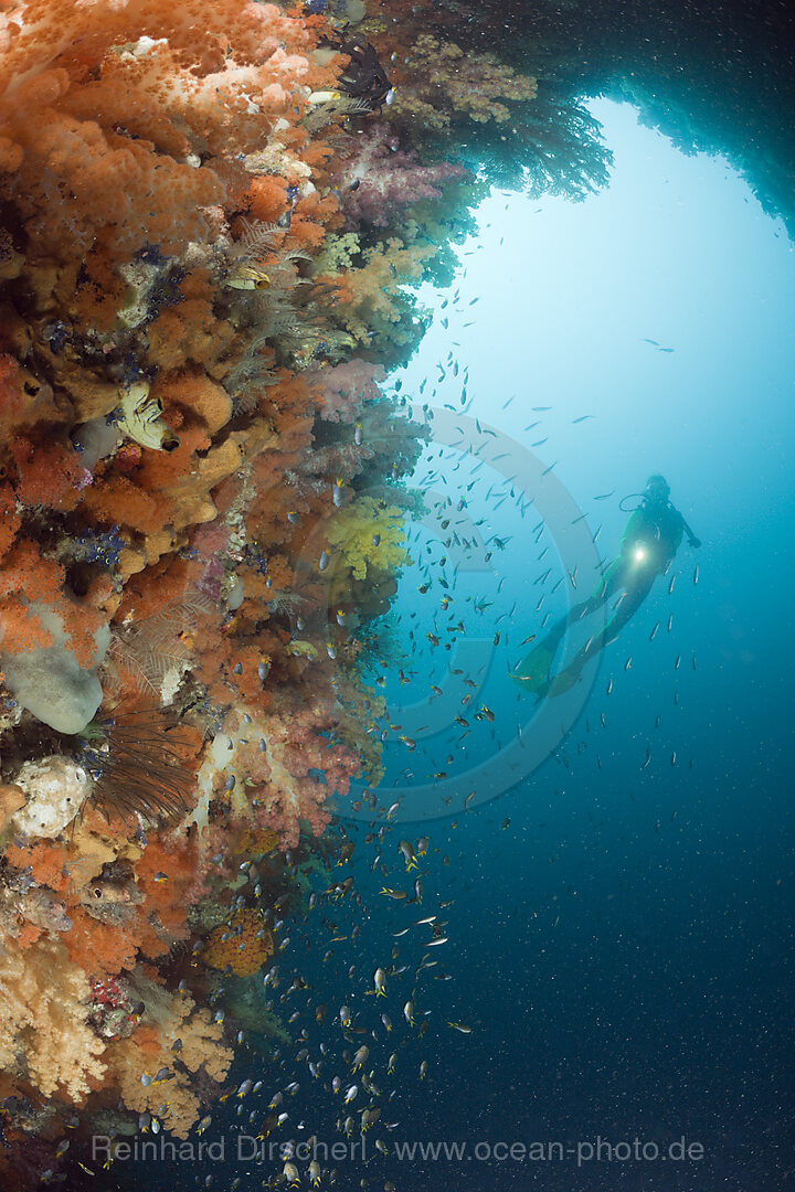 Coloful Corals in Grotto