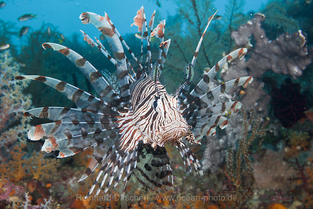 Rotfeuerfisch