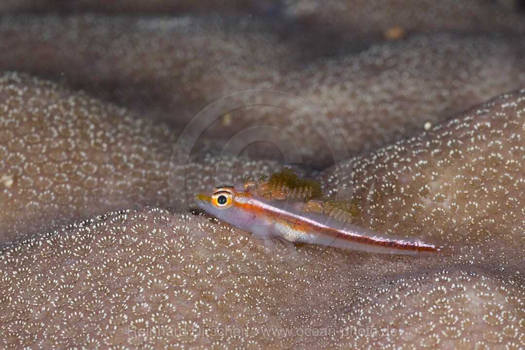 Zwerggrundel mit Parasiten auf Ruecken