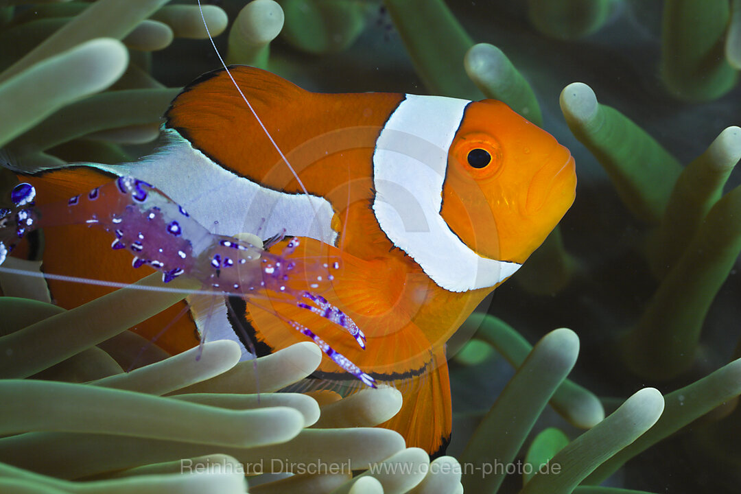 Anemonengarnele neben Orange-Ringel-Anemonenfisch