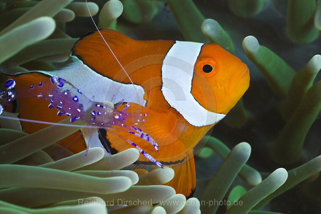 Anemonengarnele neben Orange-Ringel-Anemonenfisch, Periclimenes tosaensis, Amphiprion ocellaris, Raja Ampat, West Papua, Indonesien