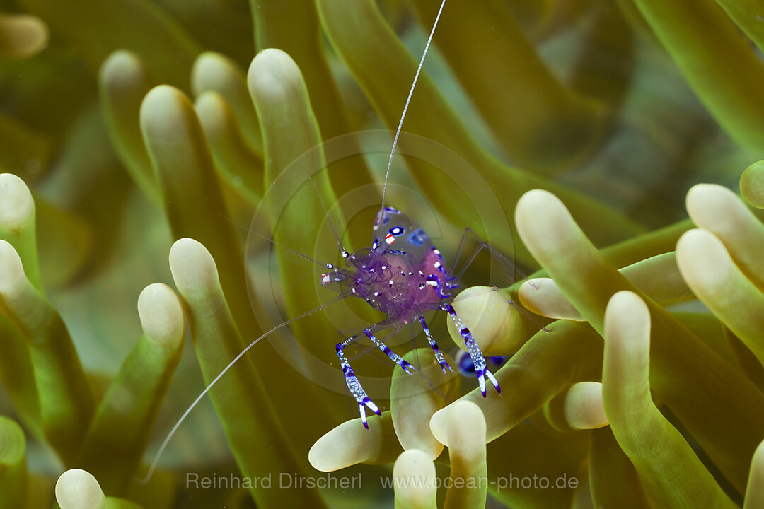 Anemone Comensal Shrimp