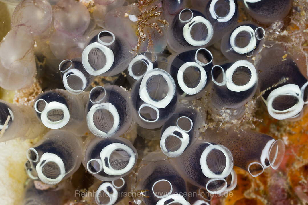 Keulen-Seescheiden Kolonie, Clavelina robusta, Raja Ampat, West Papua, Indonesien