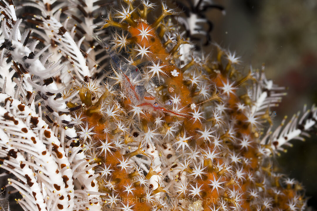 Partnergarnele zwischen Korallenpolypen, Periclimenes psamathe, Raja Ampat, West Papua, Indonesien