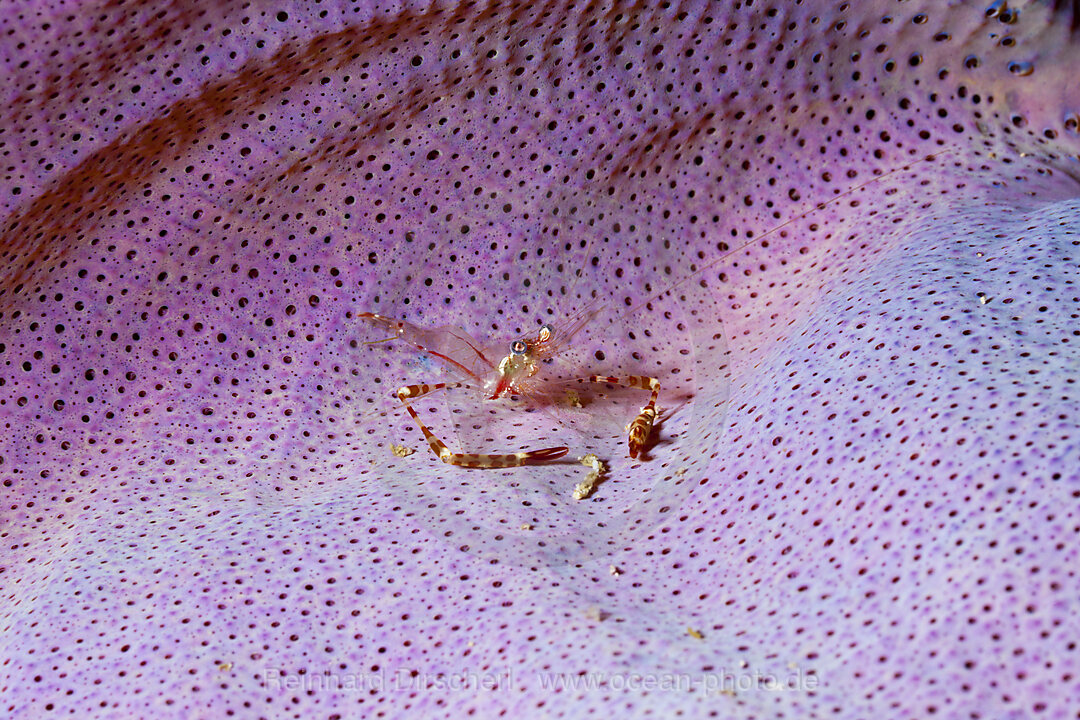 Partnergarnele in Schwamm, Periclimenes cf. tenuipes, Raja Ampat, West Papua, Indonesien